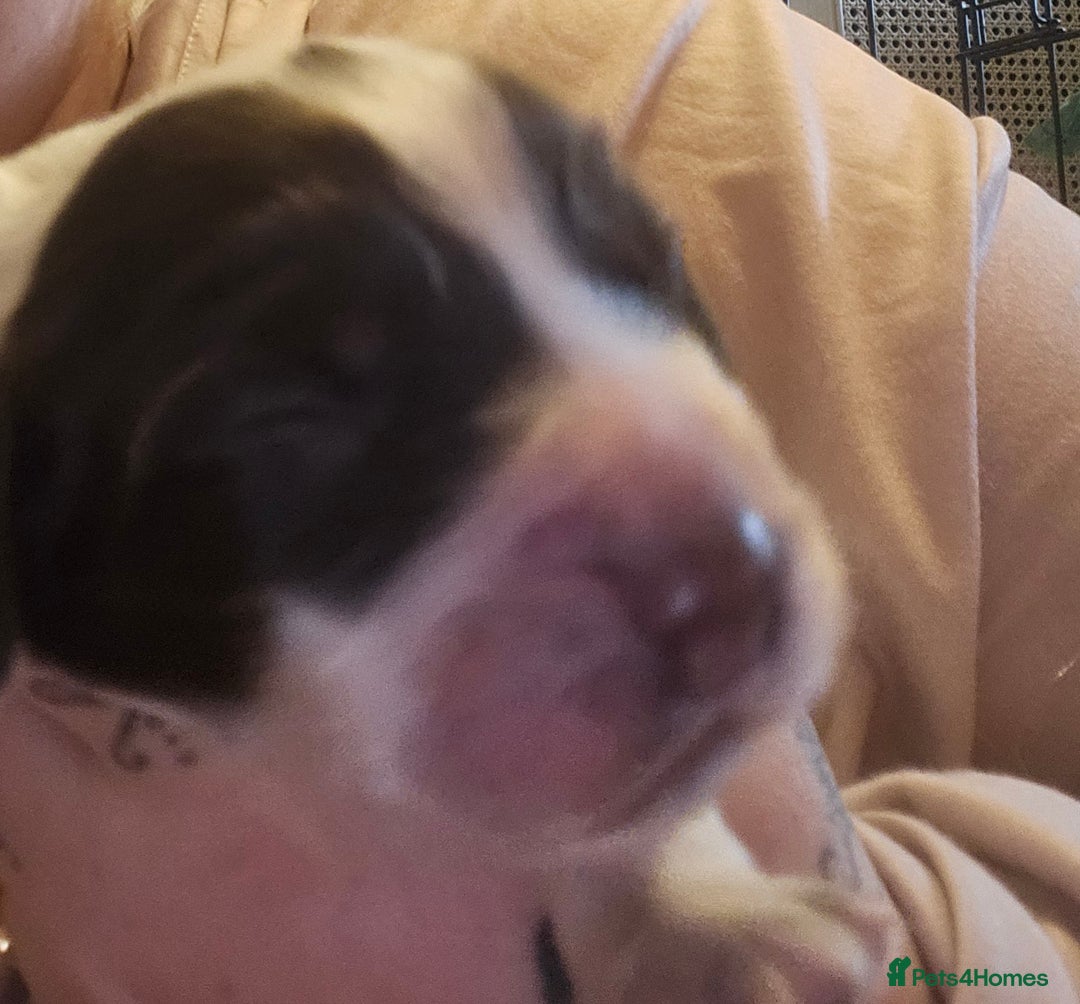 Cocker Spaniel dogs for sale: 4 beautiful cocker spaniel pups left  - Image 3