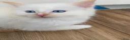 Ragdoll cats for sale: Ragdoll kittens  - Advert 22