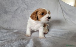 Cavalier King Charles Spaniel dogs for sale: Cavalier King Charles Spaniel Puppies for Sale 🐾 - Image 12