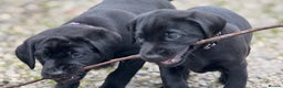 Labrador Retriever dogs for sale: Labrador Puppies  - Advert 38