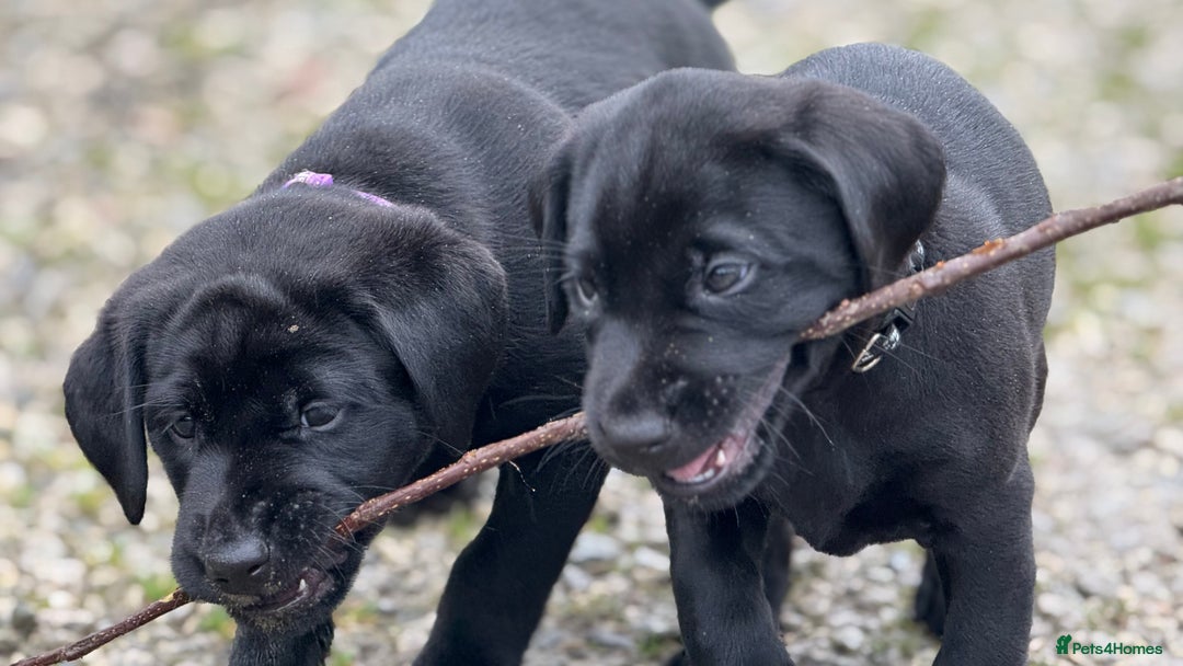 Labrador Retriever dogs for sale: Labrador Puppies  - Advert 38