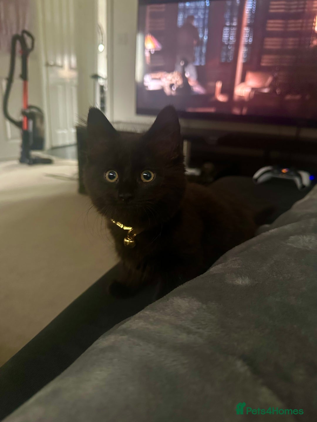 British Longhair cats for sale: 4 month old kitten for rehoming  - Image 5