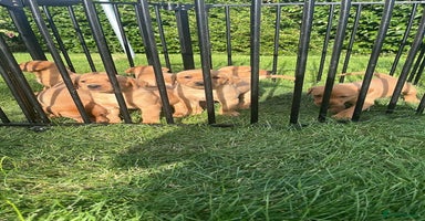 Labrador Retriever dogs - Advert 16