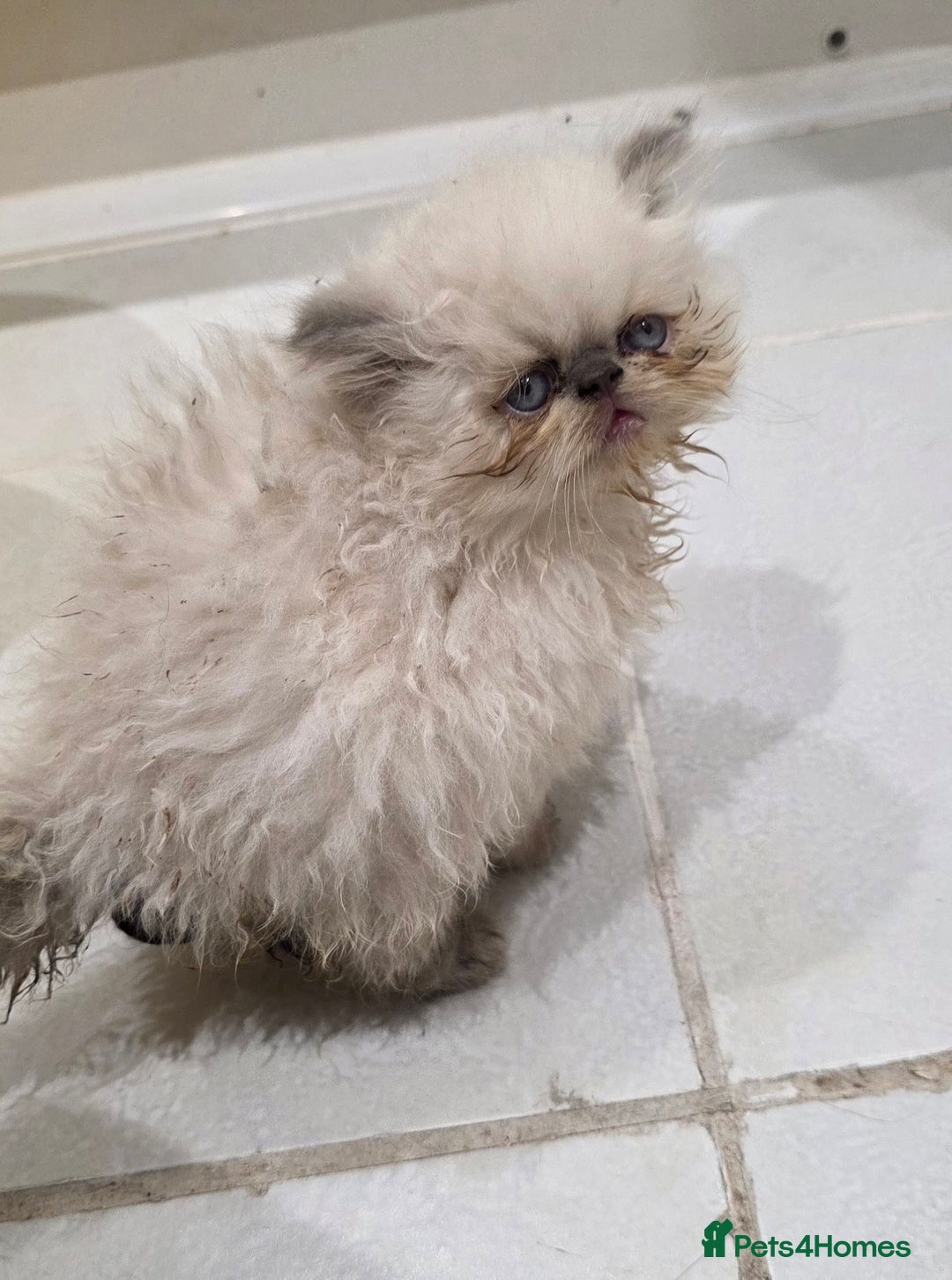 Persian cats for sale: Persian Kittens for Sale - Ready to go 19th Dec - Advert 7
