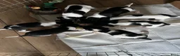 Jack Russell dogs for sale: Cracking Jack Russell puppies  in Newton Abbot - Advert 7