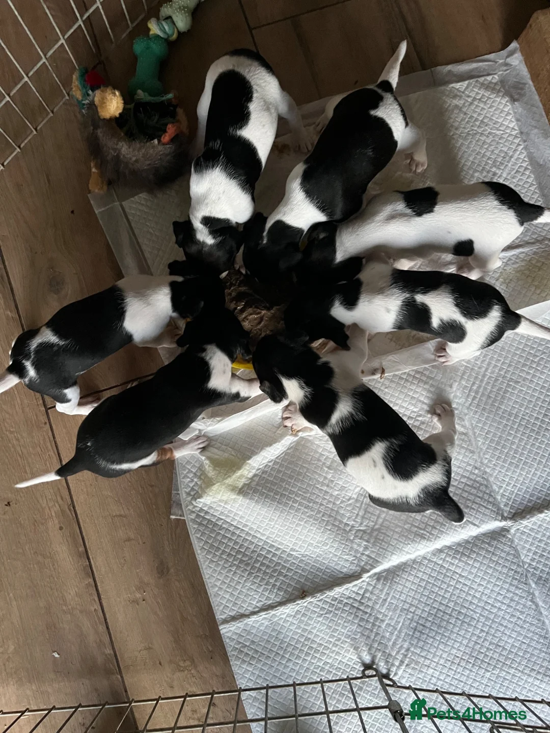 Jack Russell dogs for sale: Cracking Jack Russell puppies  in Newton Abbot - Advert 7
