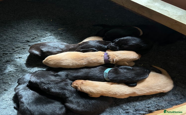 Labrador Retriever dogs - Advert 4