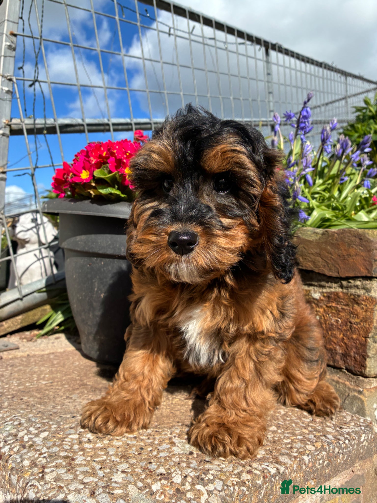 Cockapoo dogs 1 F1B GIRL AVAILABLE! - Advert 1