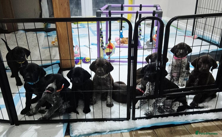 German Shorthaired Pointer dogs German Shorthaired Pointer/Irish Setter-Poinsetter - Advert 12