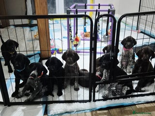 German Shorthaired Pointer dogs German Shorthaired Pointer/Irish Setter-Poinsetter - Advert 2