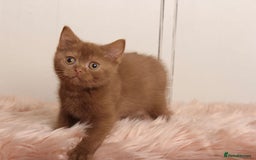 British Shorthair cats for sale: Gorgeous BSH Kittens  - Image 3