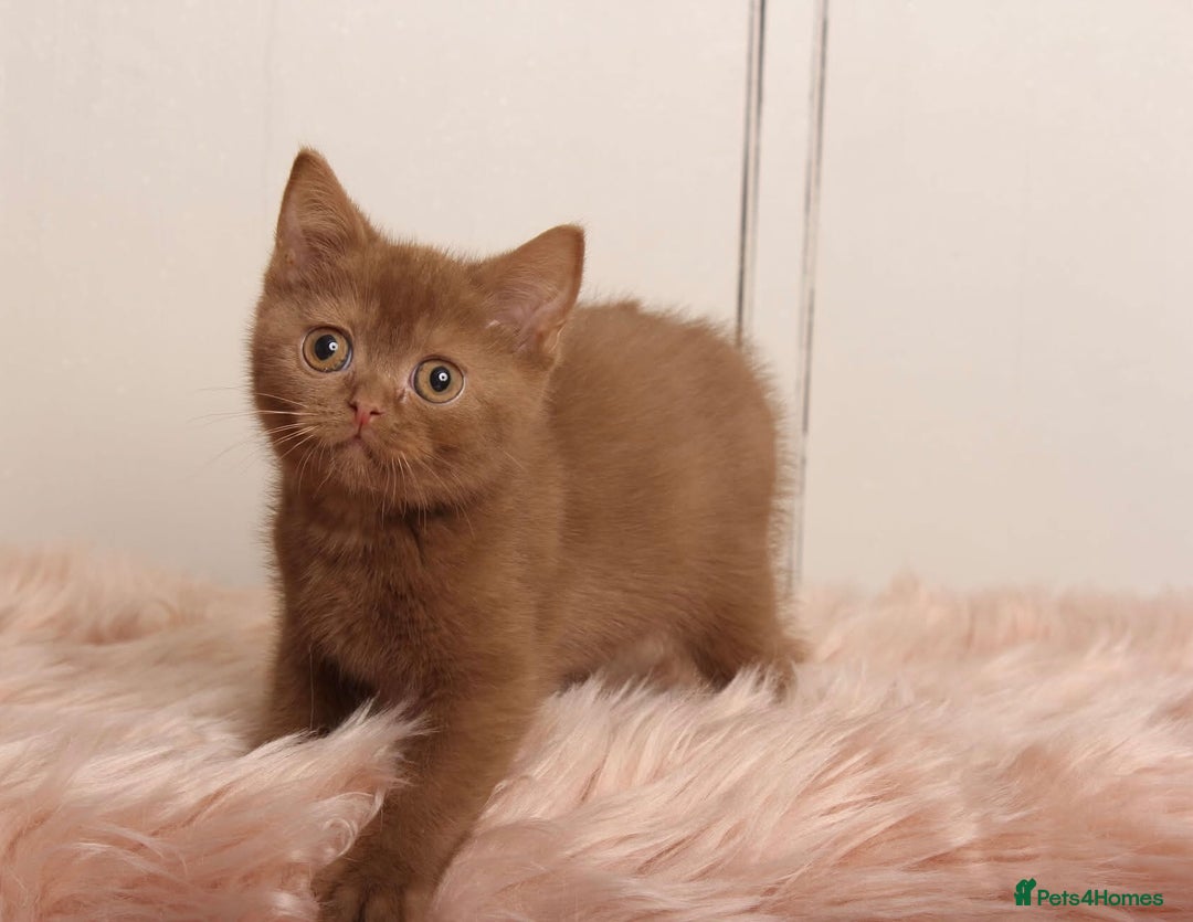 British Shorthair cats for sale: Gorgeous BSH Kittens  - Image 3