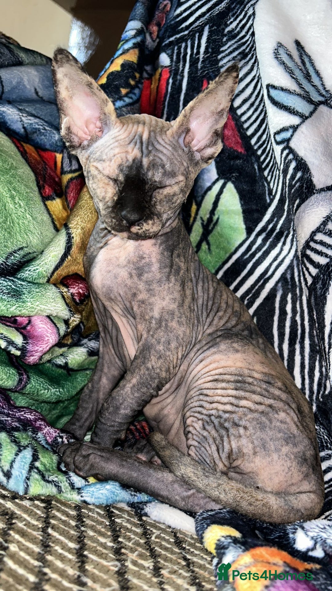 Mixed Breed cats for sale: Adorable female sphynx x DSH kittens - Advert 1