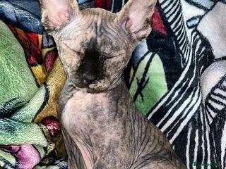 Mixed Breed cats Adorable female sphynx x DSH kittens - Advert 6