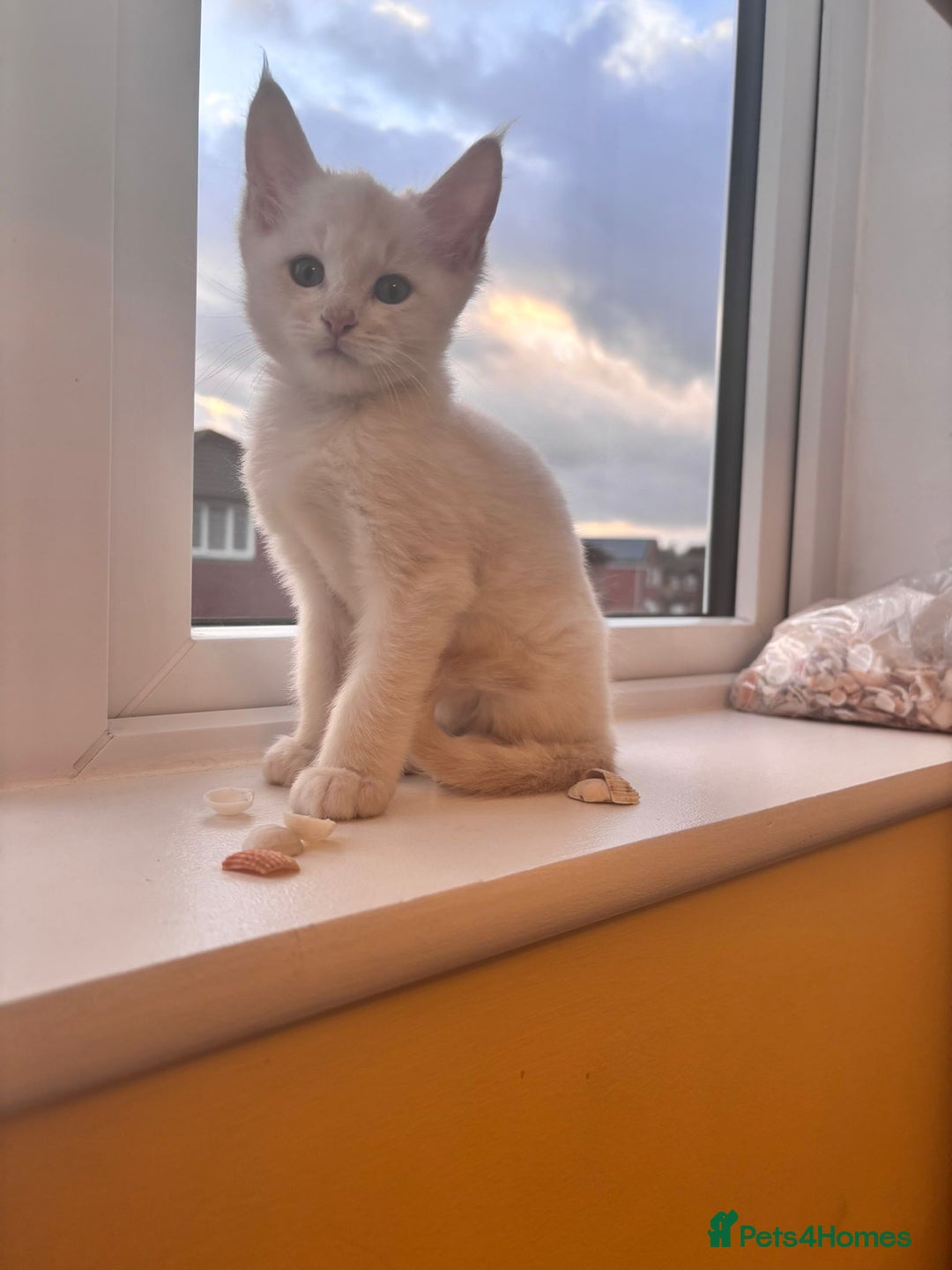 Maine Coon cats for sale: 5 Amazing Maine Coon kittens  - Image 11