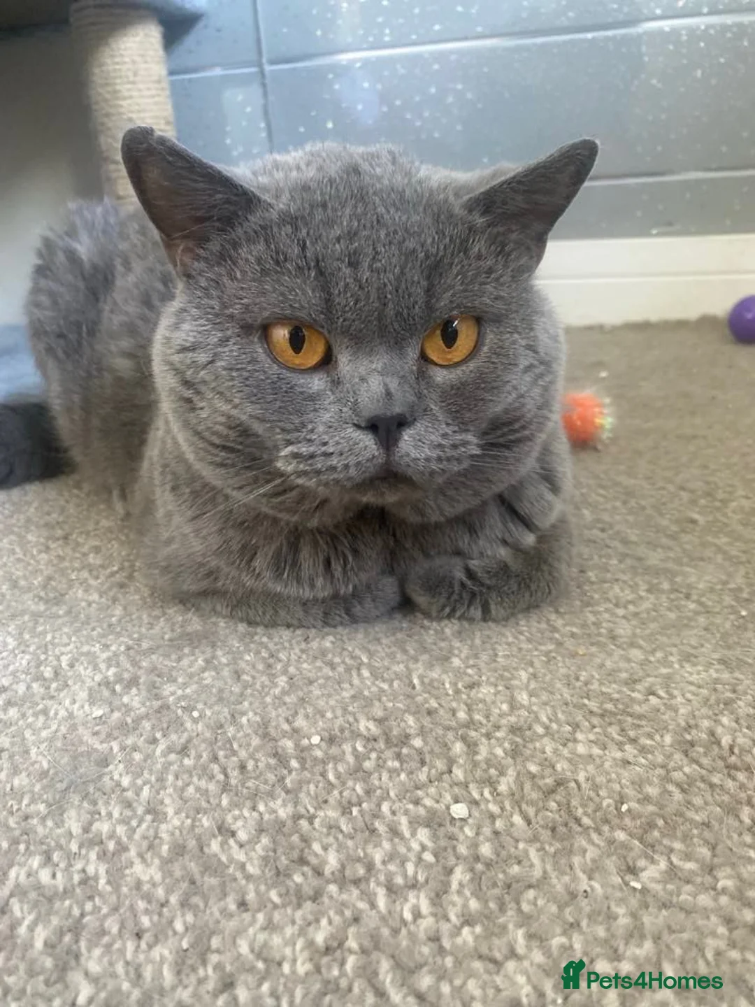 British Shorthair cats for sale: beautiful British shorthair kittens  - Advert 7