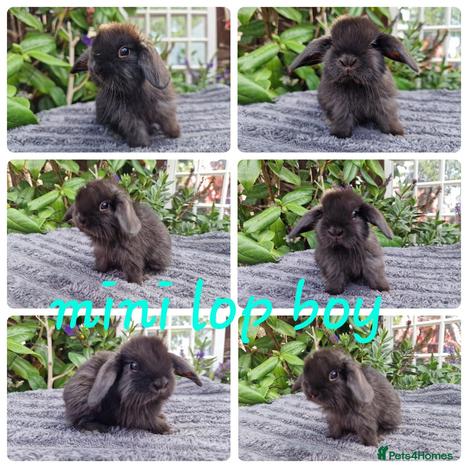 Mini Lop rabbits for sale: Mini lop babies available for reserve  - Advert 3