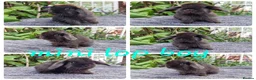 Mini Lop rabbits for sale: Mini lop babies available for reserve  - Advert 1