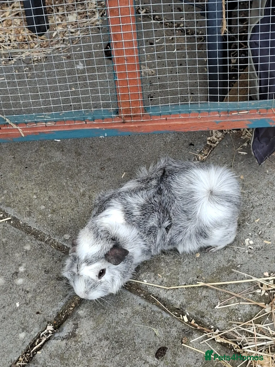 Guinea Pig rodents for sale: Male guinea pig in Sudbury - Advert 2