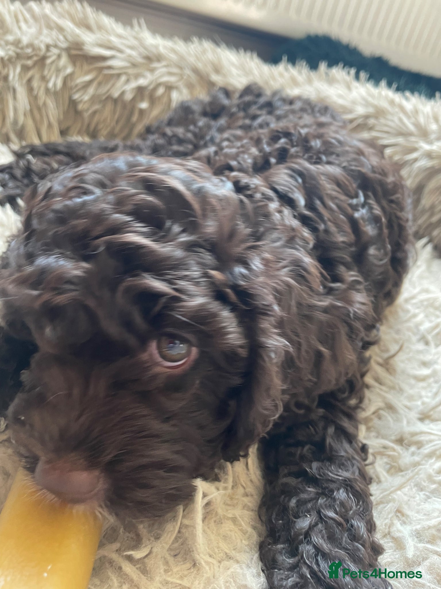 Cavapoo dogs F1 CHOCOLATE Cavapoo’s EXTENSIVELY H/T - Advert 15