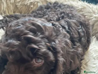 Cavapoo dogs F1 CHOCOLATE Cavapoo’s EXTENSIVELY H/T - Advert 15