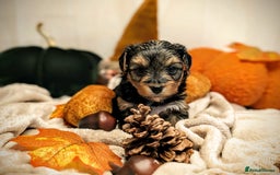 Yorkshire Terrier dogs for sale: 4 week old miniature Yorkshire terriers, 7 males  - Image 3