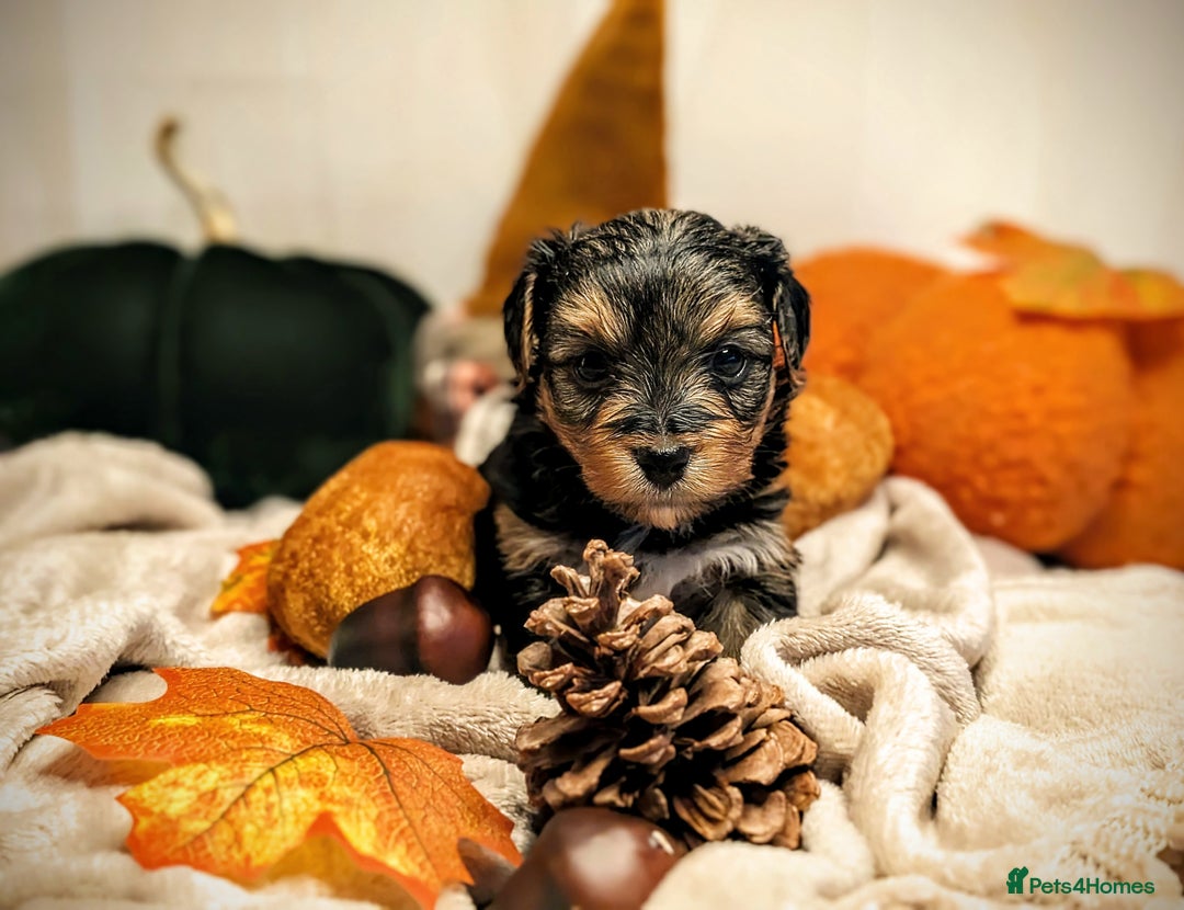 Yorkshire Terrier dogs for sale: 4 week old miniature Yorkshire terriers, 7 males  - Image 3