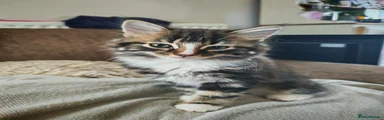 Tabby Longhair 1 (more white on face) 