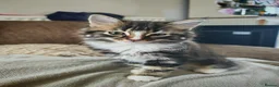 Mixed Breed cats for sale: 5 Female Kittens - Advert 3