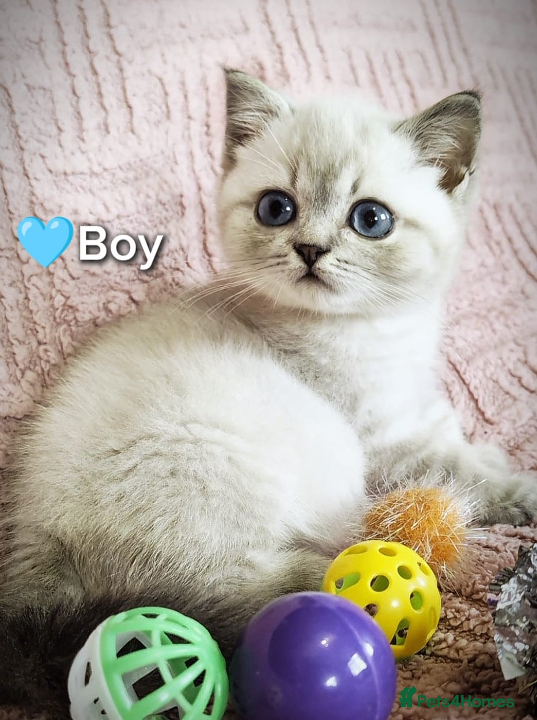 British Shorthair cats for sale: ❤️💙Last 2 Kittens ● TICA Reg ● BSH ●Colorpoints ✨ - Image 19