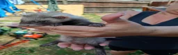 Ferret rodents for sale: Ferret hob kits in Hereford - Advert 5