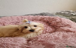 Maltipoo dogs for sale: Olivia M - Image 7