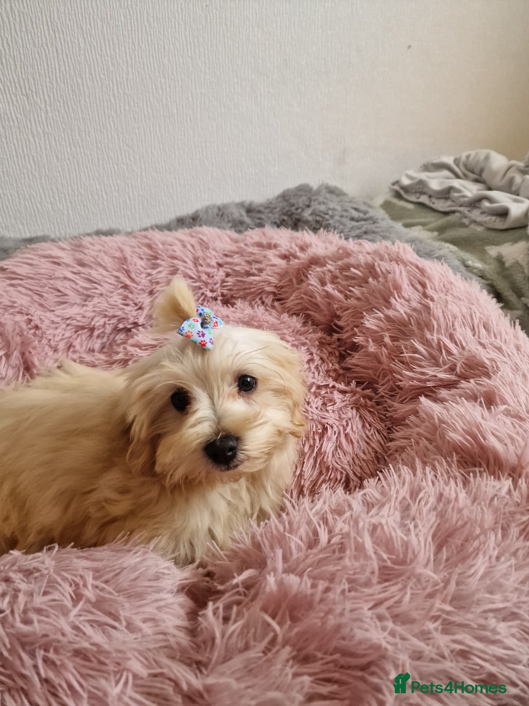 Maltipoo dogs for sale: Olivia M - Image 7