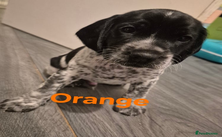 Mixed Breed dogs - Advert 1