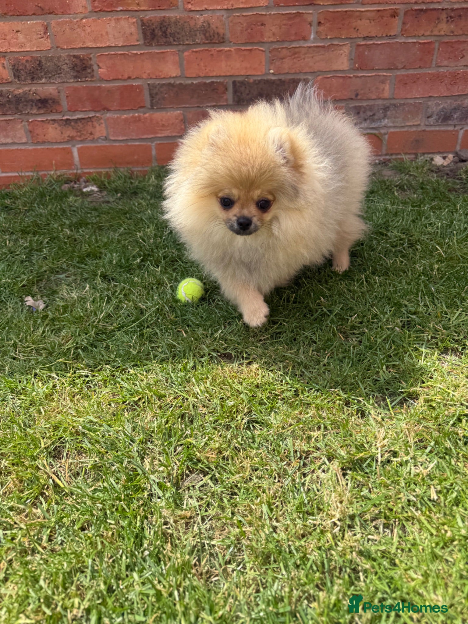 Pomeranian dogs Tiny Teddy Bear Face Cream Pomeranian Girl - Advert 2