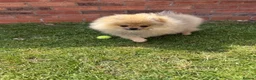Pomeranian dogs for sale: Tiny Teddy Bear Face Cream Pomeranian Girl - Advert 2