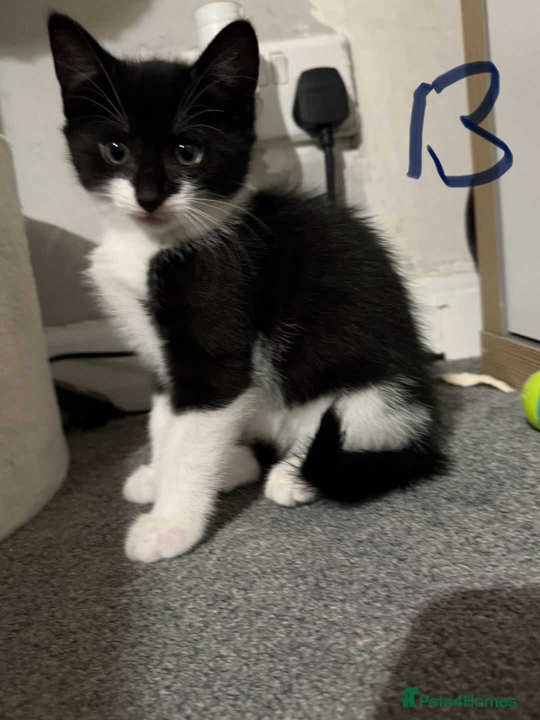 British Shorthair cats for sale: Litter of 6 kittens (3 left) - Image 3