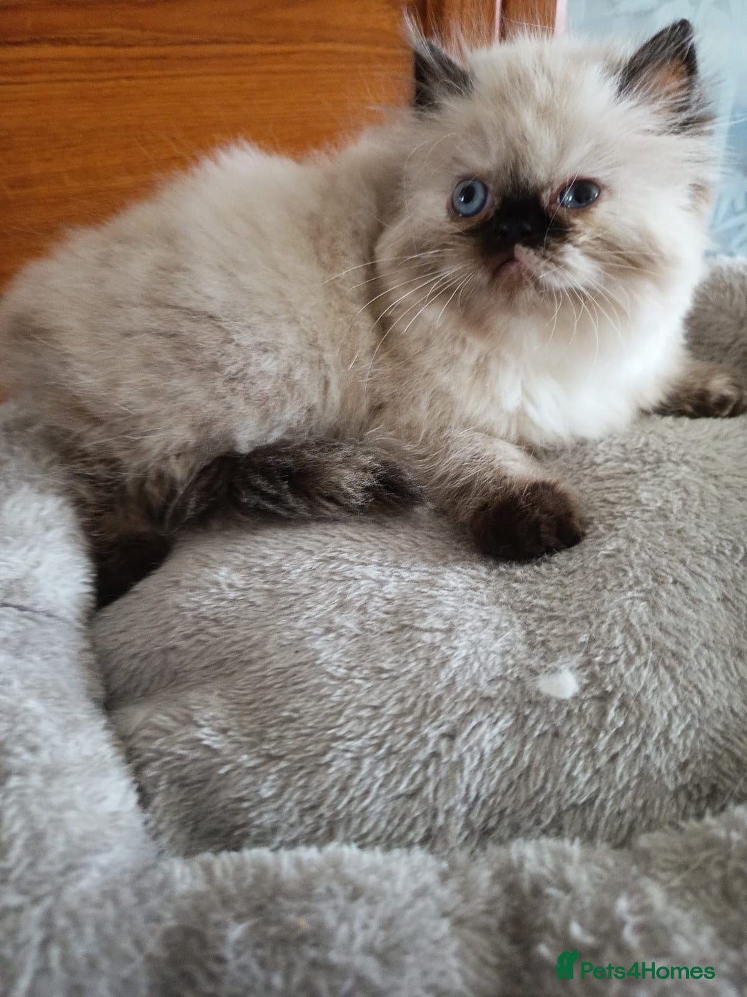 Persian cats for sale: 💗2 Boys and 1 Girl 💗 - Image 12