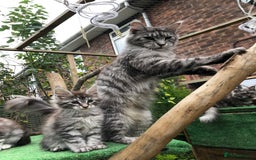 Maine Coon cats for sale: Maine coon kittens ready now - Image 14
