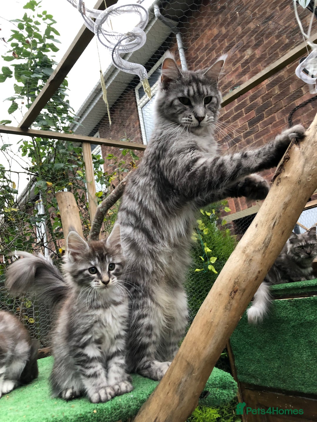 Maine Coon cats for sale: Maine coon kittens ready now - Image 14