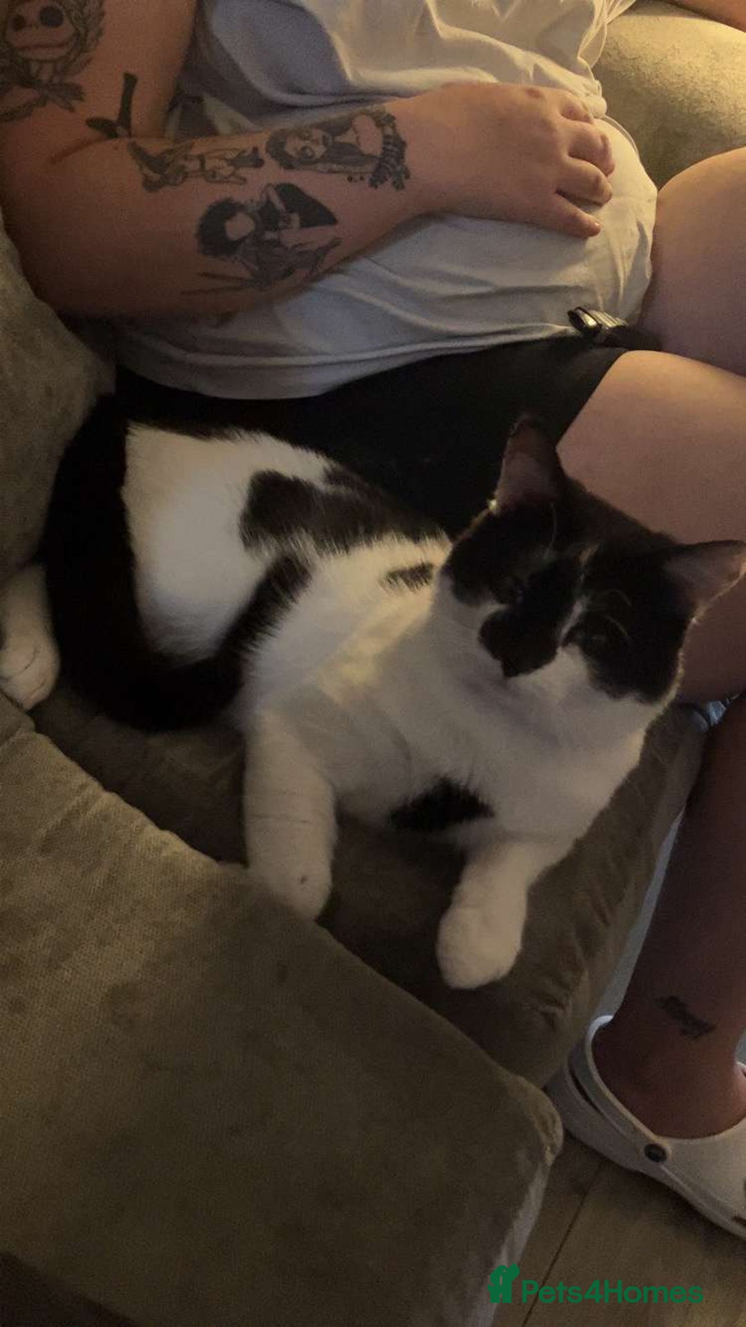 Mixed Breed cats for sale: Male Cat - Image 5