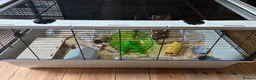 Mouse rodents for sale: 3 baby female fancy mice for sale with full set up - Advert 3