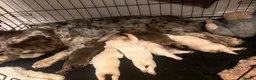French Bulldog dogs for sale: French Bulldog Puppies Ready for Loving Homes in Gravesend - Advert 2