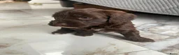 Sproodle dogs for sale: Quality f2b sproodles PRA Clear - Advert 9