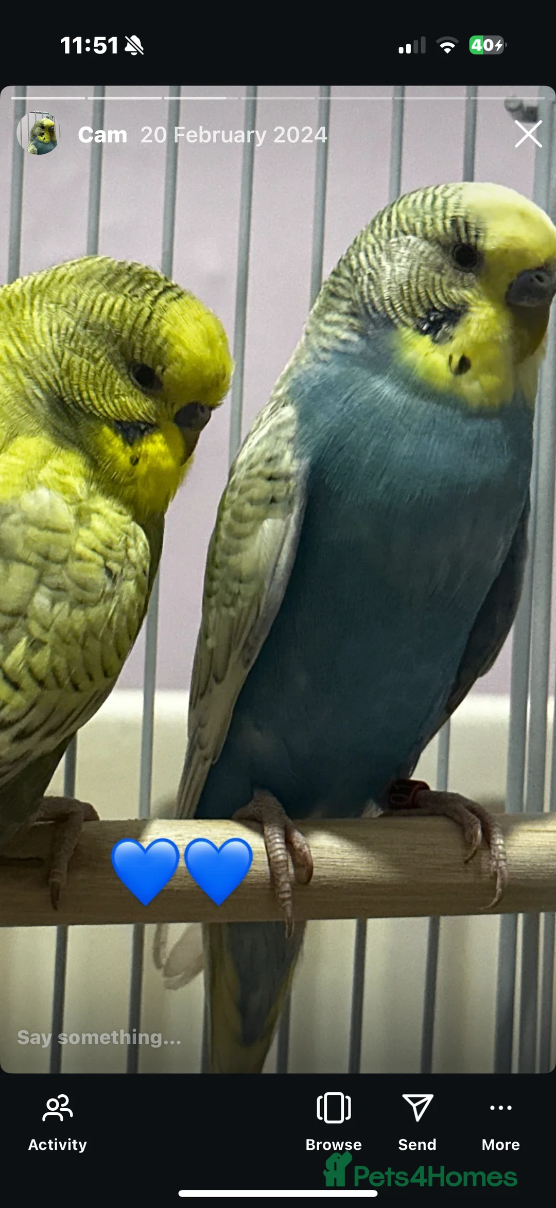 Budgerigars birds for sale: Two Male Budgies  - Advert 2