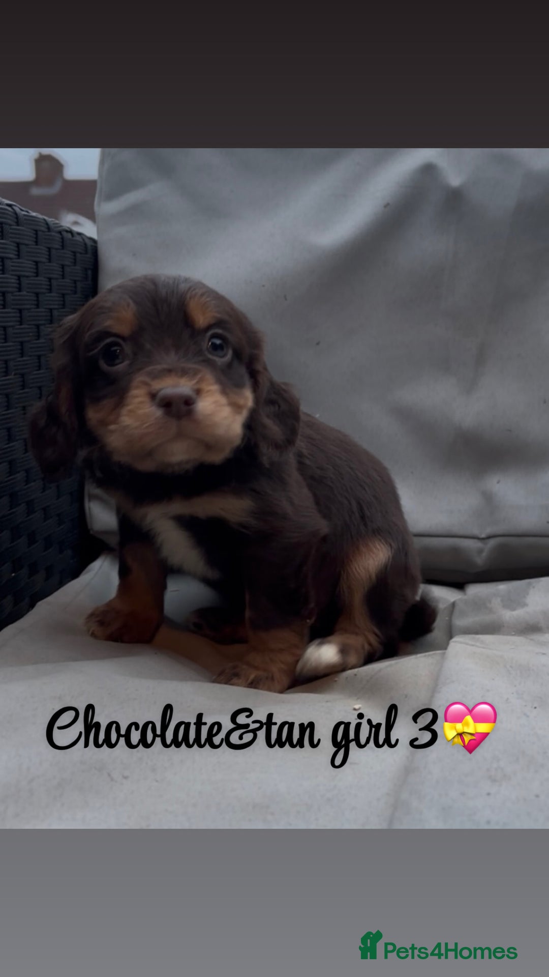 Cocker Spaniel dogs for sale: Cocker spaniel puppies for sale - Image 19