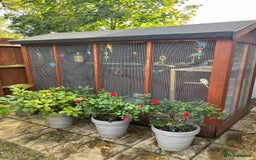 Budgerigars birds for sale: Budgies with an Aviary available. - Image 17