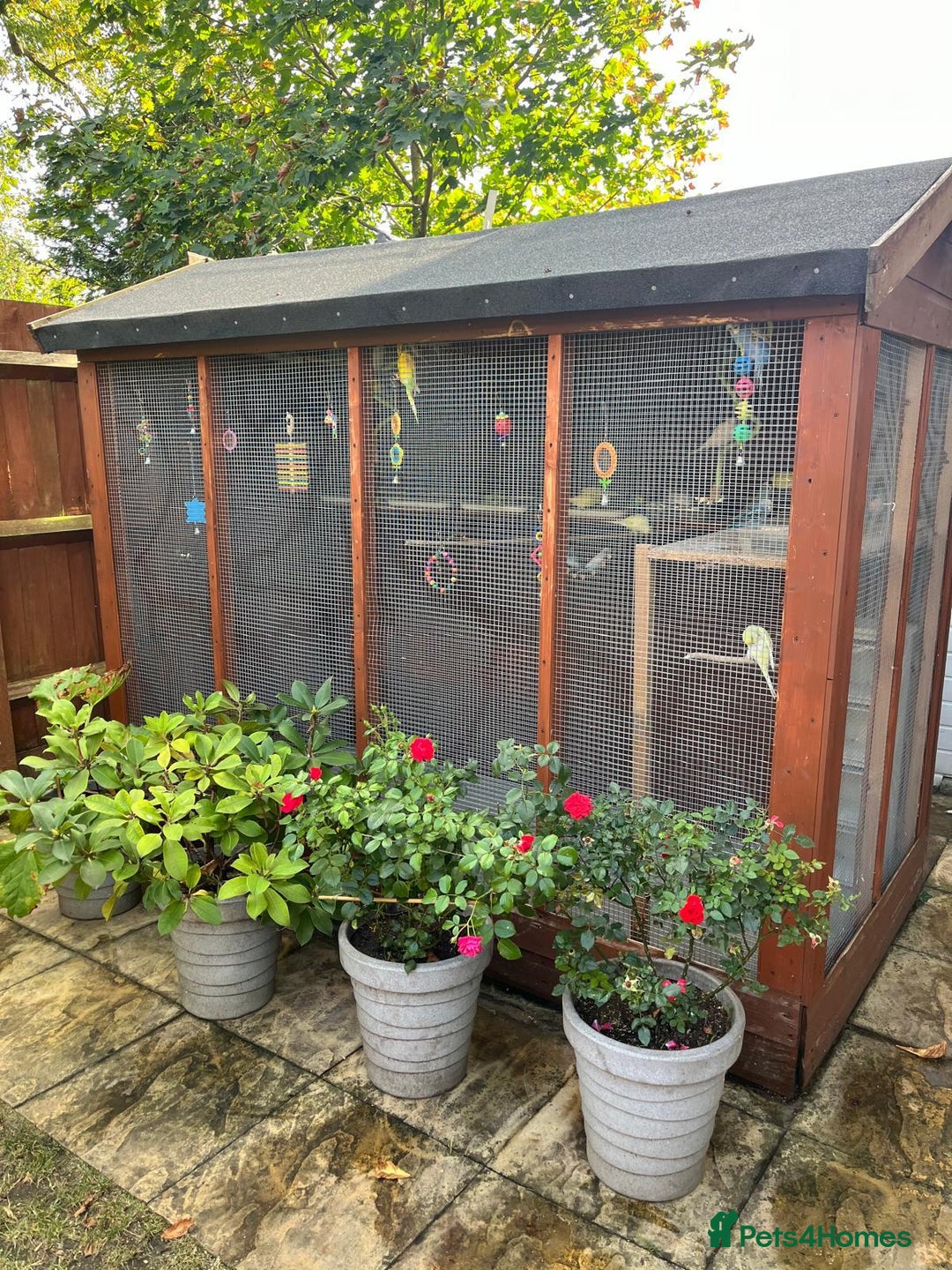 Budgerigars birds for sale: Budgies with an Aviary available. - Image 17