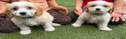 Cavachon dogs for sale: F1 CAVACHON PUPPIES!! - Advert 7