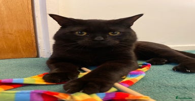 British Shorthair cats - Advert 14